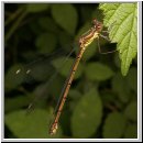 Lestes viridis - Weidenjungfer w02.jpg